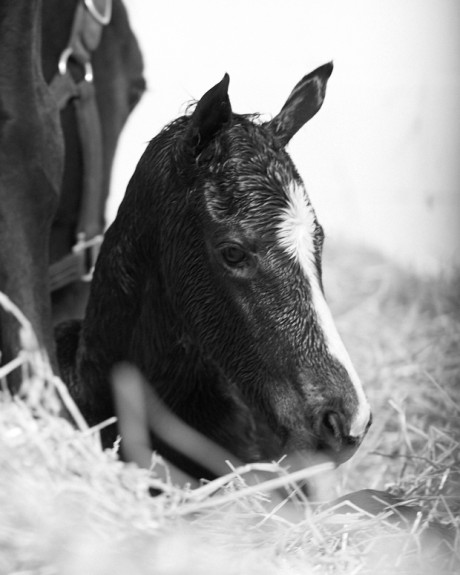 Zenyatta Delivers War Front Colt